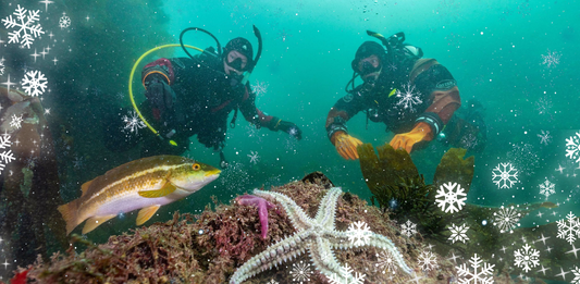Winter Diving in Vancouver: What You Need to Know
