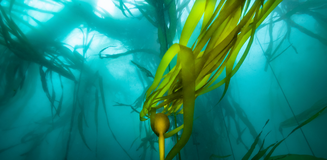 A Shoutout to the SelfKelp Initiative