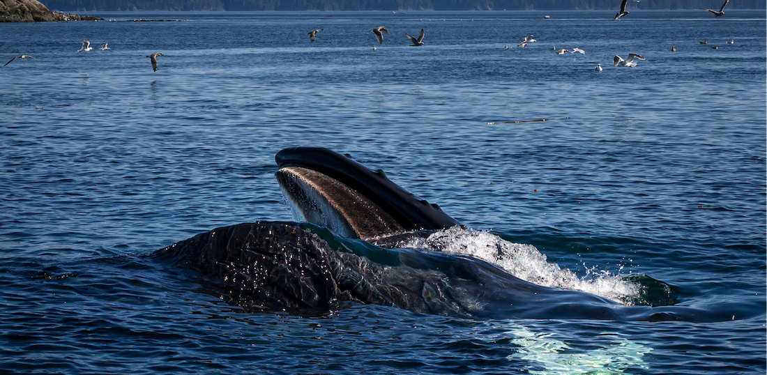 Eyes On The Water: Marine Life Is Everywhere Right Now!