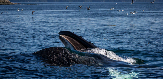 Eyes On The Water: Marine Life Is Everywhere Right Now!