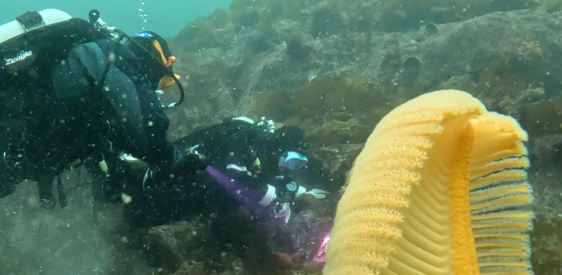 Top Local Dive Sites Around British Columbia: What to Know Before You Go