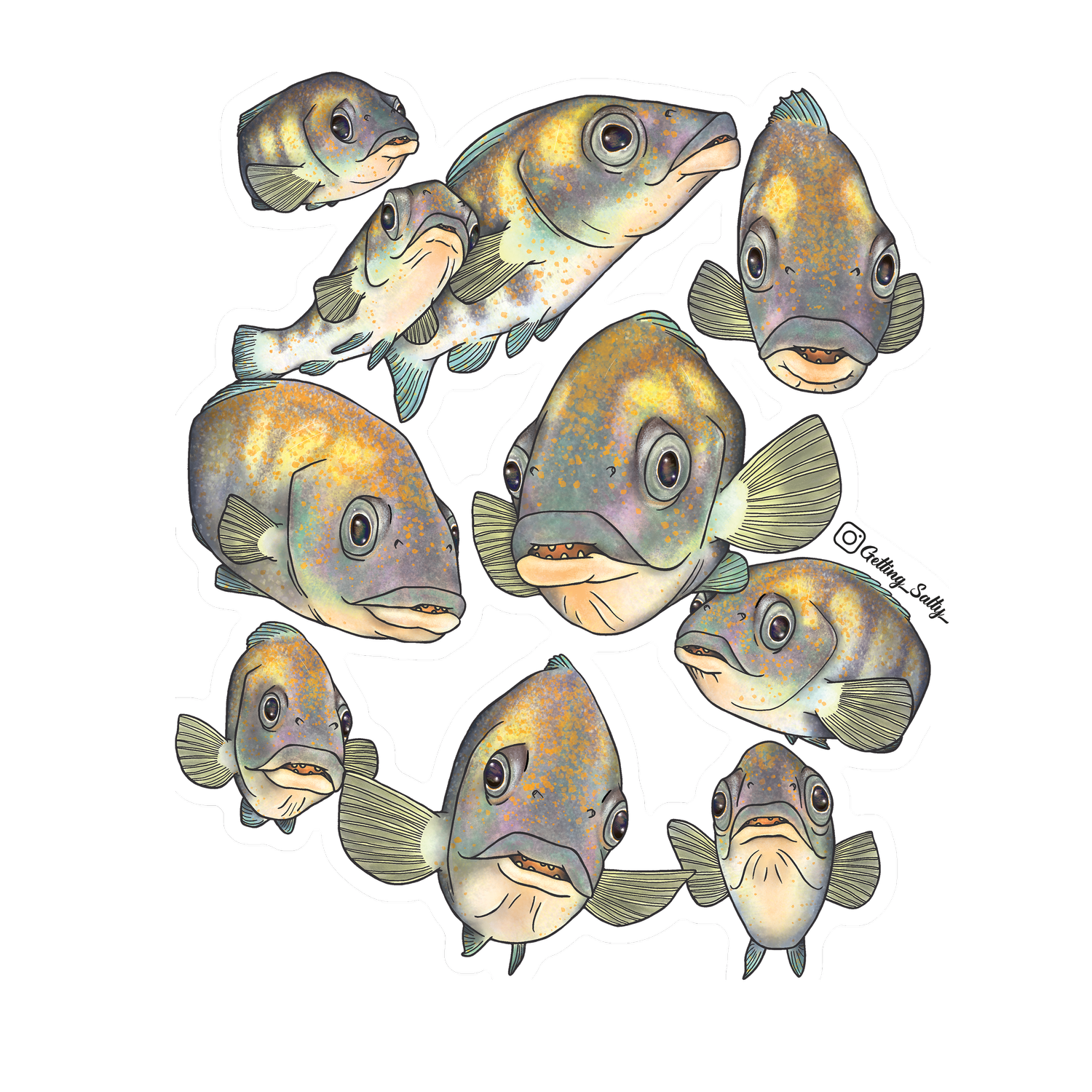 Getting Salty Atlantic Cunner | Diving Sports Canada | Vancouver