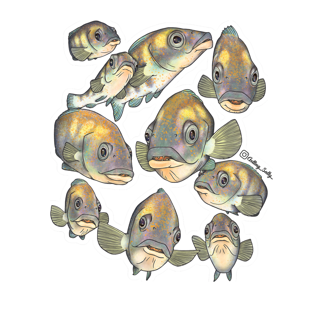 Getting Salty Atlantic Cunner | Diving Sports Canada | Vancouver