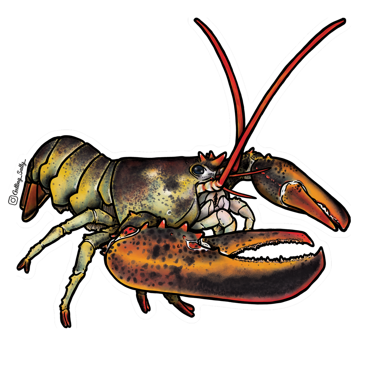 Getting Salty Atlantic Lobster | Diving Sports Canada | Vancouver