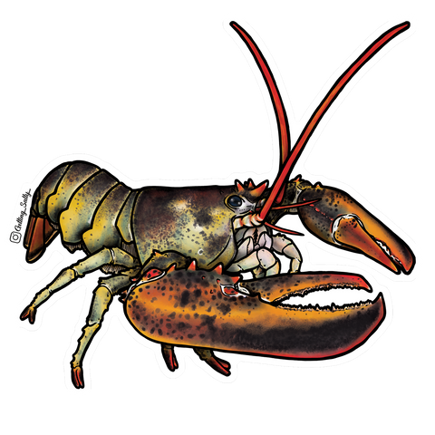 Getting Salty Atlantic Lobster | Diving Sports Canada | Vancouver