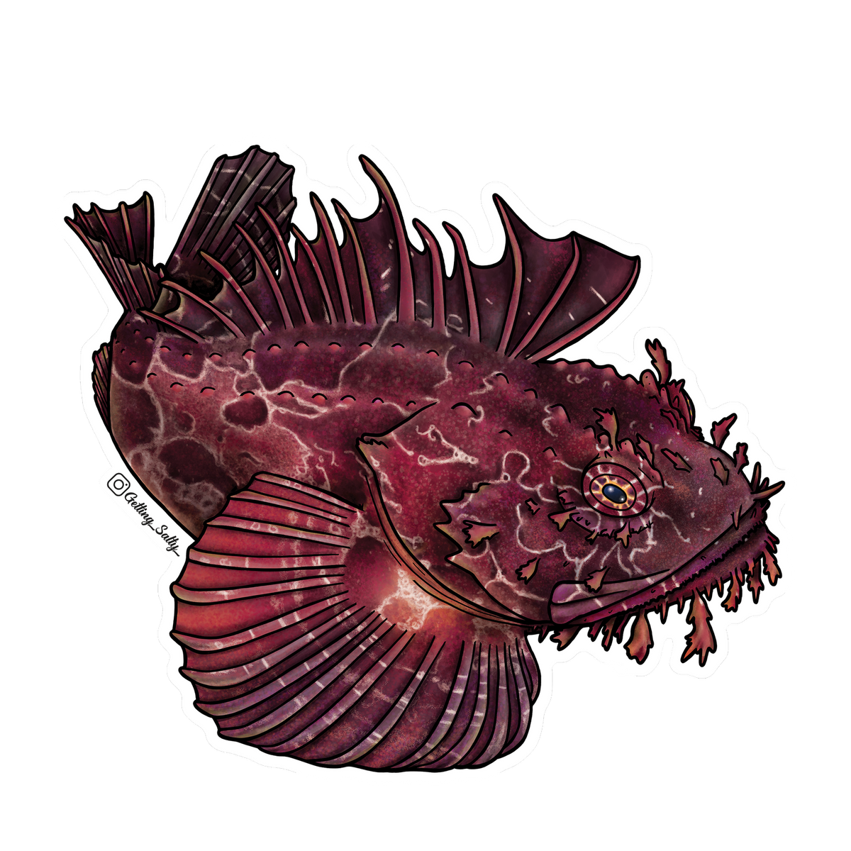 Getting Salty Atlantic Sea Raven | Diving Sports Canada | Vancouver