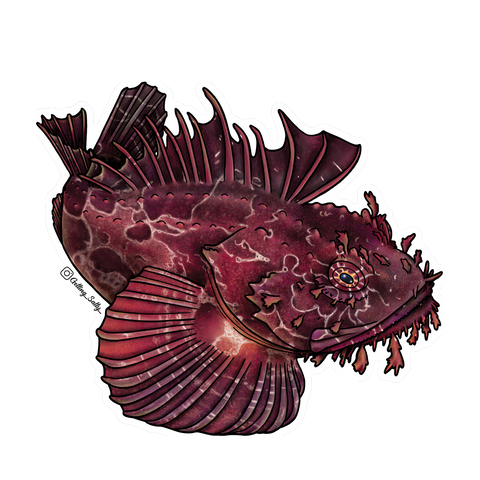 Getting Salty Atlantic Sea Raven | Diving Sports Canada | Vancouver