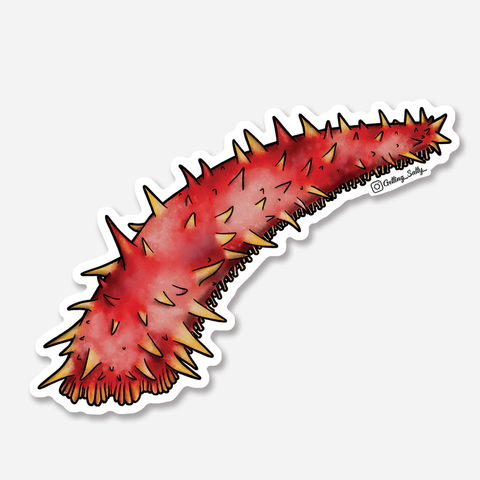 Getting Salty Giant Red Sea Cucumber - Mini | Diving Sports Canada | Vancouver