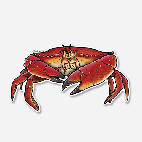 Getting Salty Red Rock Crab Sticker