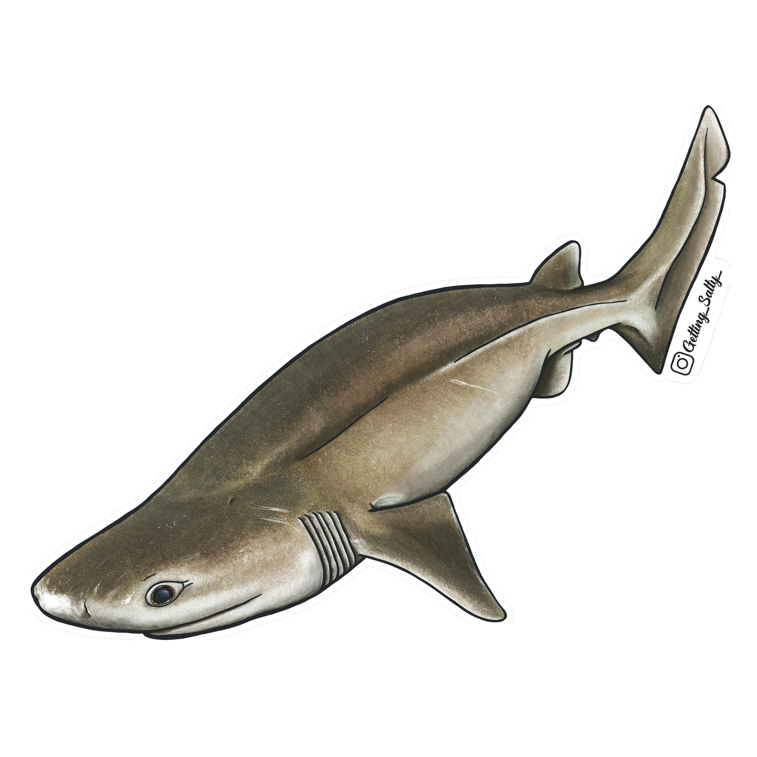 Getting Salty Bluntnose Sixgill Shark | Diving Sports Canada