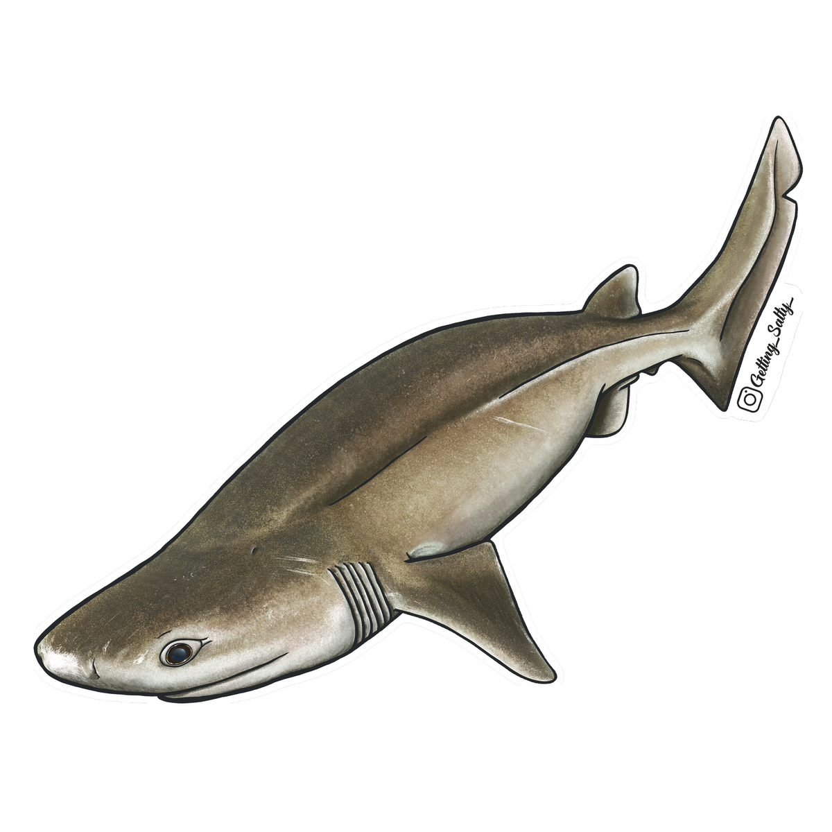 Getting Salty Bluntnose Sixgill Shark | Diving Sports Canada