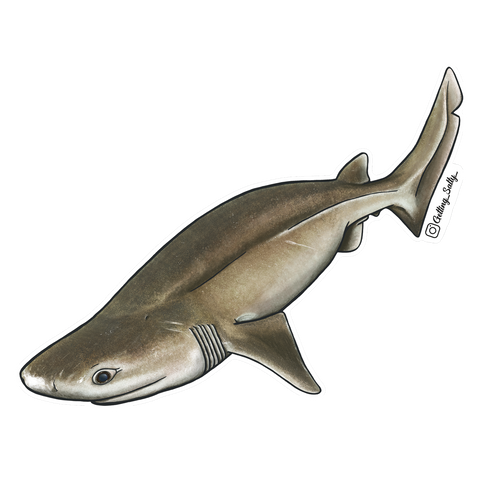 Getting Salty Bluntnose Sixgill Shark | Diving Sports Canada