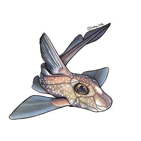 Getting Salty Chimaera | Diving Sports Canada