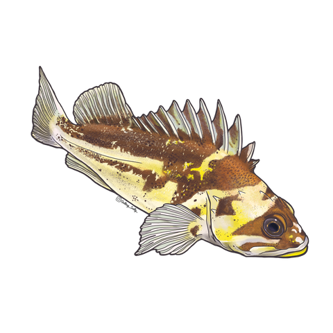 Getting Salty Copper Rockfish | Diving Sports Canada