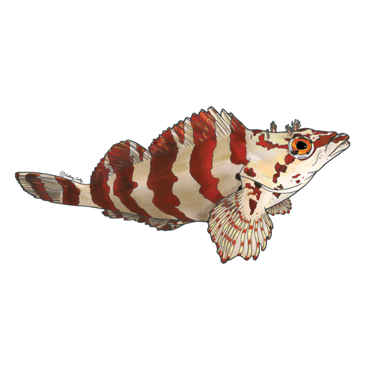 Getting Salty Painted Greenling | Diving Sports Canada