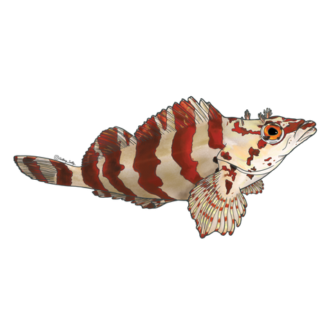 Getting Salty Painted Greenling | Diving Sports Canada