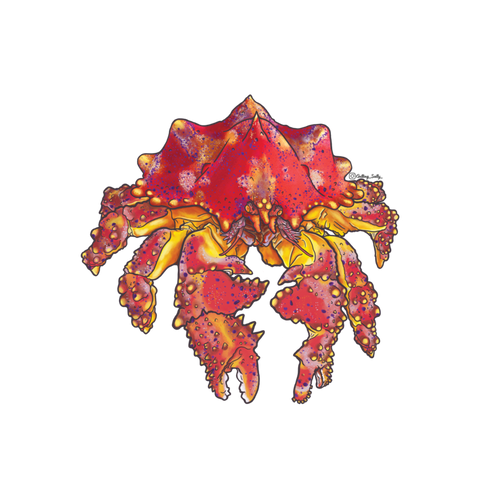 Getting Salty Puget Sound King Crab | Diving Sports Canada