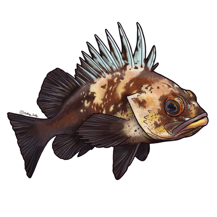 Getting Salty Quillback Rockfish | Diving Sports Canada