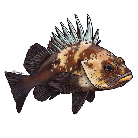 Getting Salty Quillback Rockfish | Diving Sports Canada