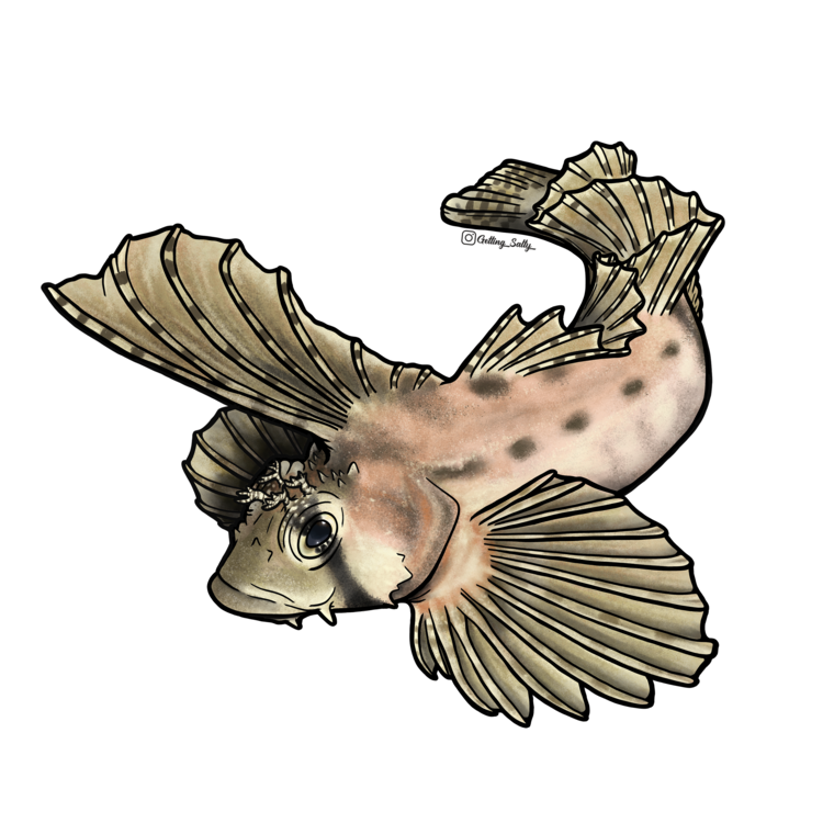 Getting Salty Sailfin Sculpin | Diving Sports Canada