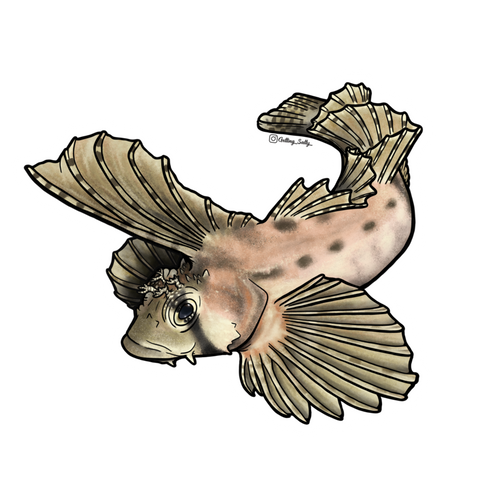 Getting Salty Sailfin Sculpin | Diving Sports Canada