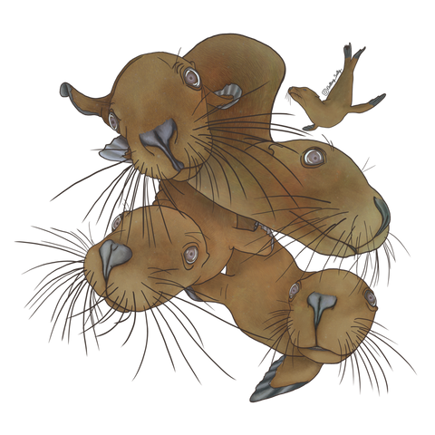 Getting Salty California Sealions | Diving Sports Canada