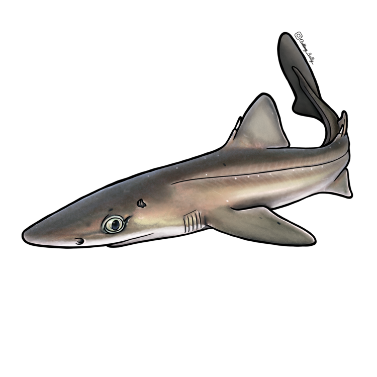 Getting Salty Spiny Dogfish | Diving Sports Canada