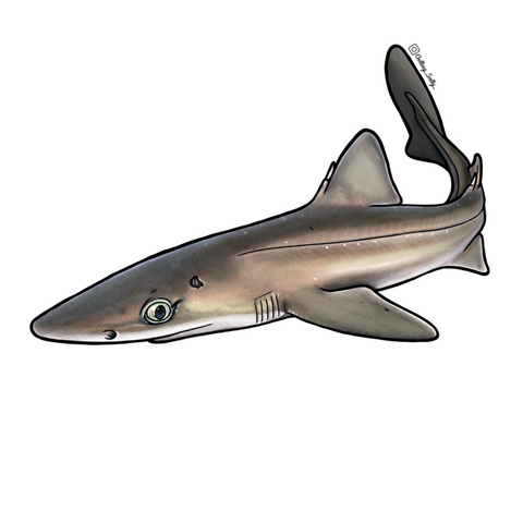 Getting Salty Spiny Dogfish | Diving Sports Canada