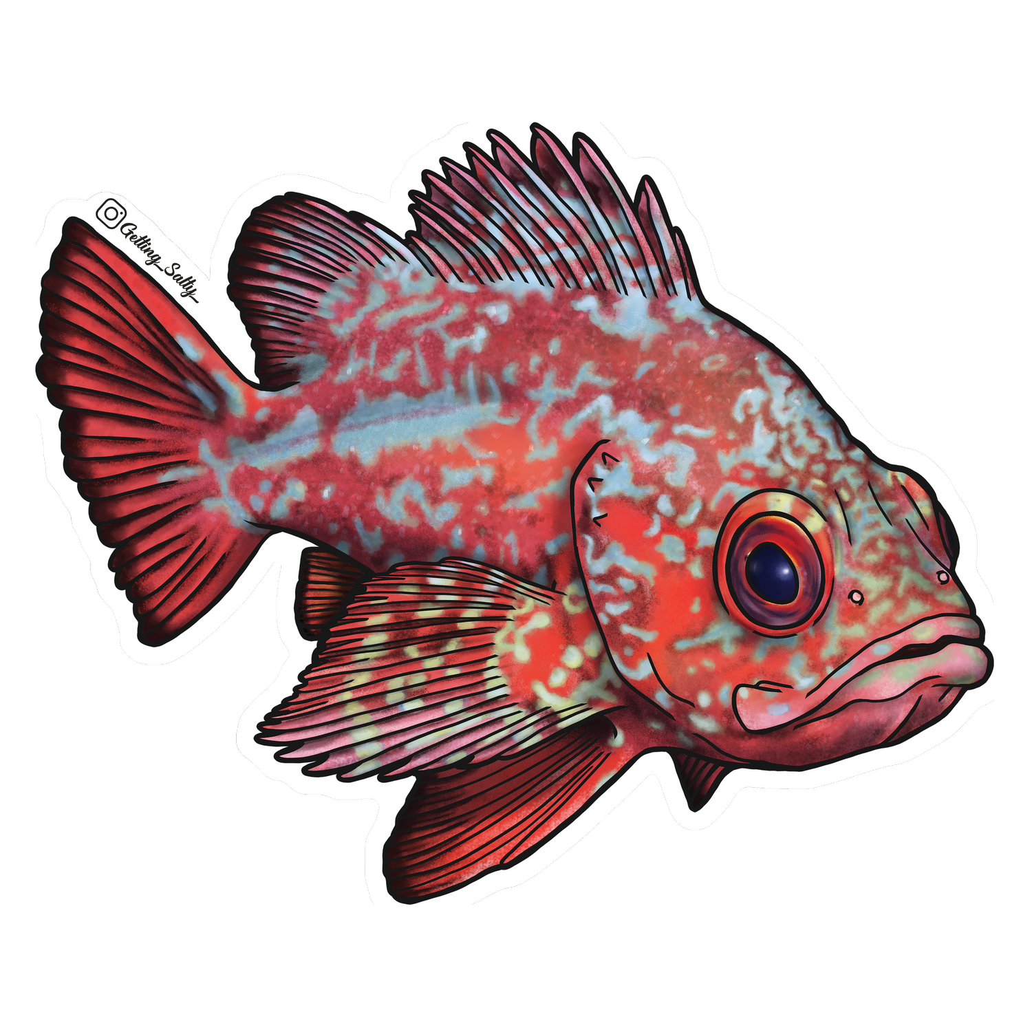 Getting Salty Vermilion Rockfish | Diving Sports Canada | Vancouver