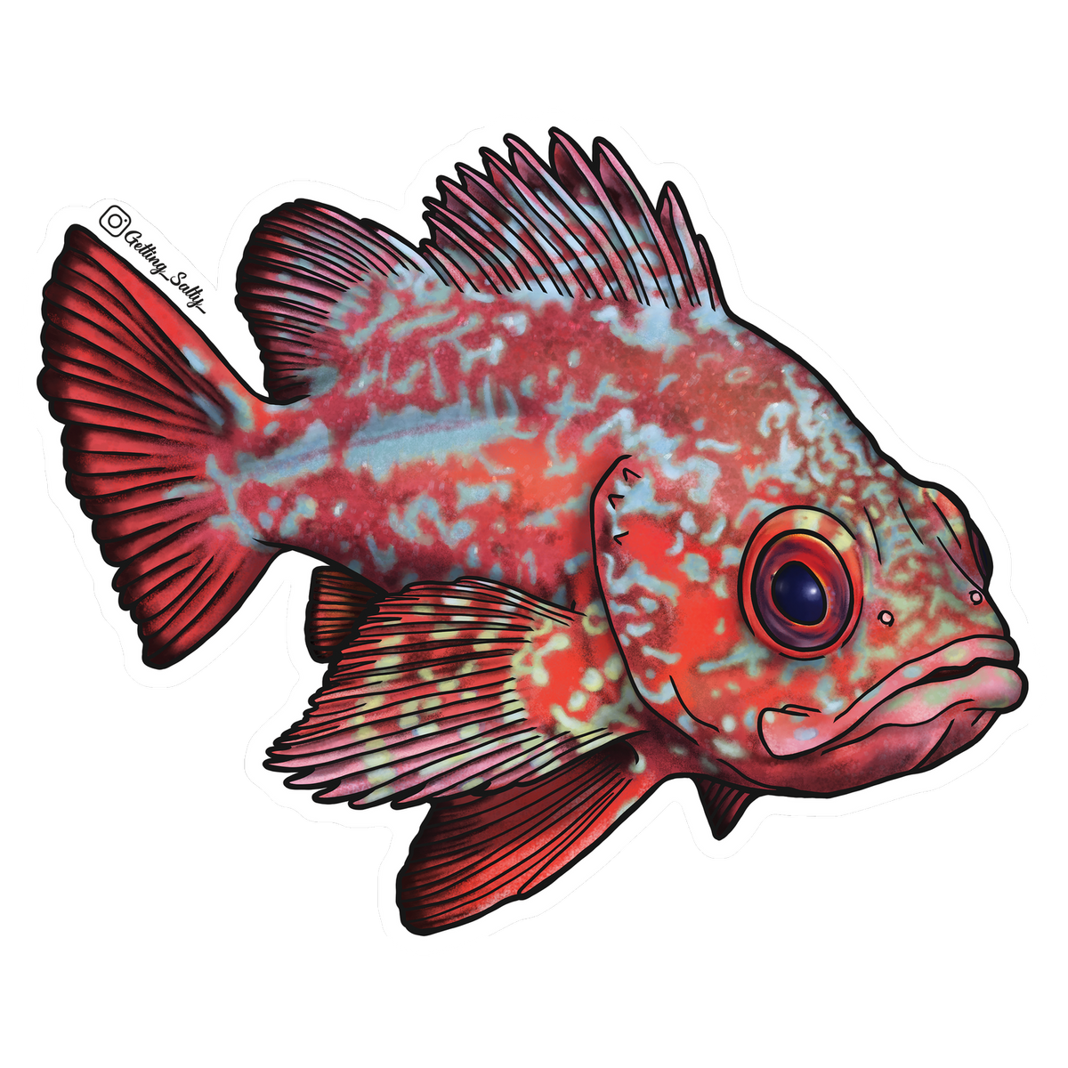 Getting Salty Vermilion Rockfish | Diving Sports Canada | Vancouver