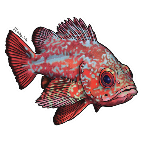 Getting Salty Vermilion Rockfish | Diving Sports Canada | Vancouver