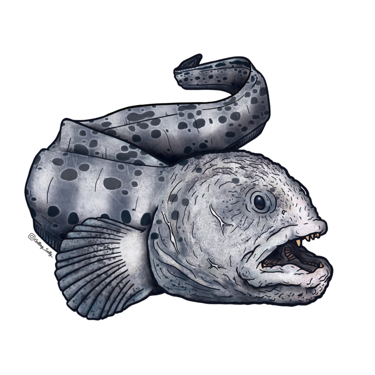 Getting Salty Wolfeel | Diving Sports Canada