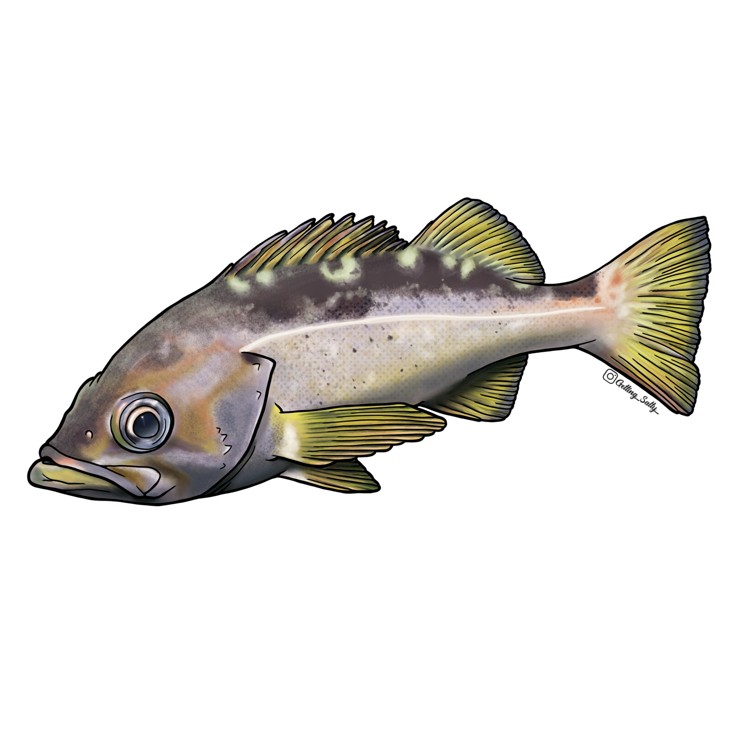 Getting Salty Yellowtail Rockfish | Diving Sports Canada