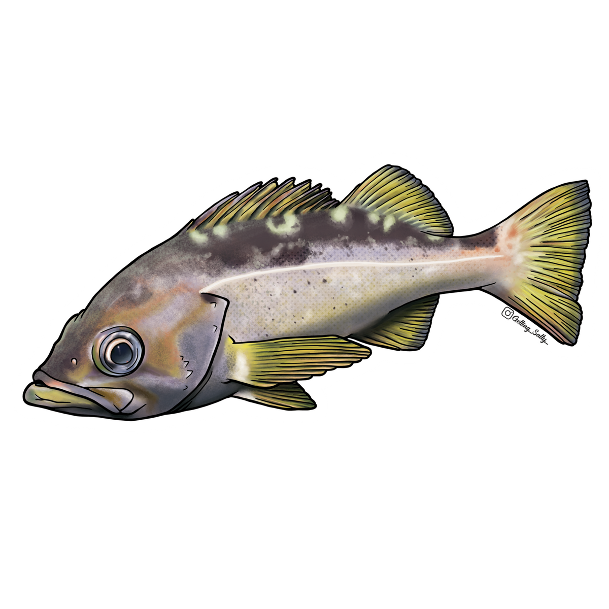 Getting Salty Yellowtail Rockfish | Diving Sports Canada