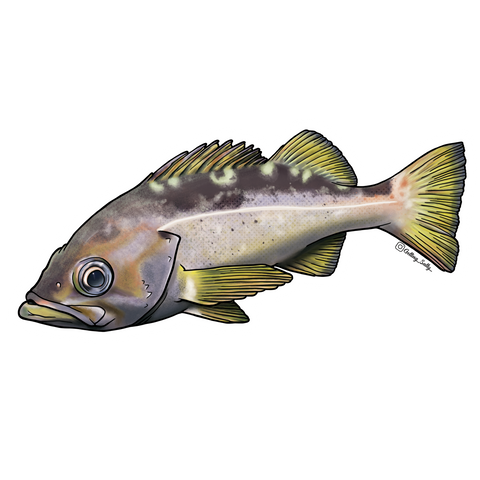 Getting Salty Yellowtail Rockfish | Diving Sports Canada